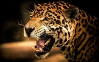 Бразильские военные застрелили самку ягуара, участницу эстафеты олимпийского огня