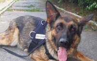 Под Киевом полицейский пес обнаружил удивительную находку