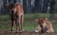 В лес под Черниговом вернулись исчезнувшие животные