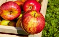 Яблучний спас: традиції та що категорично не можна робити