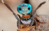 Самый красивый паук в природе (ФОТО)