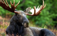 Админсуд Киева исключил лося из Красной книги и на него разрешил охоту