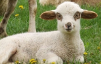 В парижских парках будут жить овцы