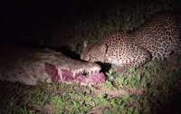 Хитрый леопард обокрал крокодила (видео)