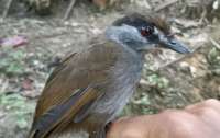 Красивая редкая птица, исчезнувшая на 170 лет, попала в кадр на Борнео (видео)