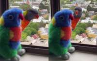 Попугаи приняли игрушку за собрата и насмешили пользователей интернета