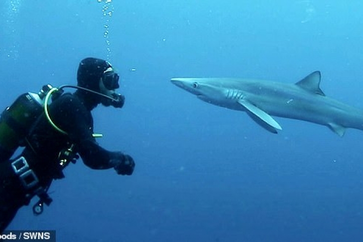 Столкнувшийся с акулой дайвер отделался поцелуем (видео)
