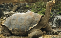 В Киевском зоопарке на выходных будут «делать черепах»