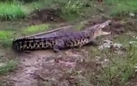 Гигантский крокодил перепугал жителей индонезийской деревни