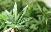 Депутаты рассмотрят петицию о легализации марихуаны