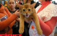 Тимошенко впечатлила идея создания топлива из дохлых кошек 