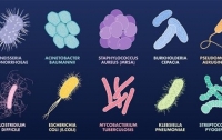 Ученые работают над созданием каталога, в который будут внесены абсолютно все виды микроорганизмов, живущих на Земле