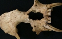 У Китаї знайшли кістки невідомої науковцям мавпи з величезними зубами