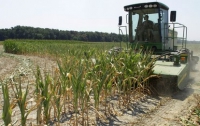 В США вымирает кукуруза - такой засухи тут не видели со времен Хрущева