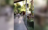 Орангутанг сбежал из вольера, чтобы спасти сына (видео)