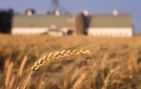 Цены на пшеницу обновили рекорд