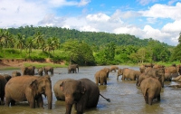 В Шри-Ланке проведут перепись всех слонов