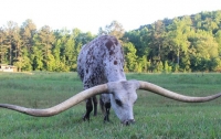 Бык попал в Книгу рекордов Гиннесса благодаря трехметровым рогам (видео)
