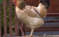 Четыре производителя курятины «пробились» в ЕС