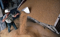 Госпотребстандарт не хочет менять зерновые стандарты
