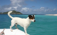 Собака-путешественница пересекла на яхте Атлантику