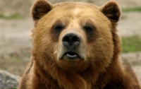 В Петербурге предприимчивый автомобилист поселил в своем гараже бурых медведей