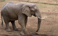 СМИ: В Замбии слон убил туристов