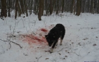 Собаки изувечили тело женщины в Тернопольской области