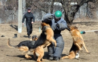 В Украине к «участию» в Евро-2012 начали готовить собак 