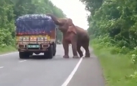 Слон остановил грузовик, чтобы поесть картошки (видео)