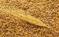 Украине не стоит наращивать экспорт зерна, - ученый