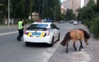 Патрульные ловили пони по улицам Киева (видео)