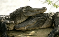 В курортном Крыму завелись крокодилы