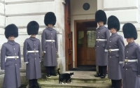 У кота британского МИД появился почетный караул