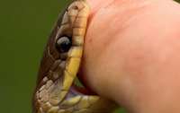 Ученые создали универсальное лекарство от яда змей