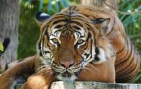 В зоопарке Флориды тигр едва не оторвал руку уборщику (видео)