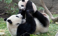 Крошечный детеныш панды целует маму (ВИДЕО)