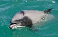 Найден дельфин, научившийся дышать ртом