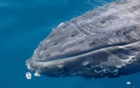 Ученым удалось разгадать загадку синих китов