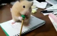 Упертый хомячок демонстрирует силу своего духа (ВИДЕО)
