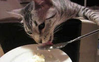 Шок! Кот ест картофельное пюре вилкой (ВИДЕО)