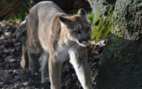 В Вашингтоне пума загнала в ловушку и растерзала велосипедиста