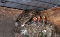 Приспособились: городские птицы начали вить гнезда из сигаретных окурков