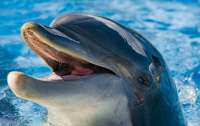 Оккупанты активно уничтожают дельфинов Черного моря