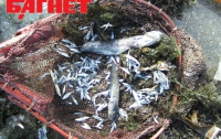 Как умирала рыба в Кременчугском водохранилище (ФОТО)