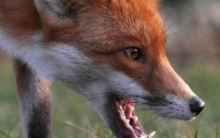Из-за бешеной лисы в Ривненской области объявили карантин
