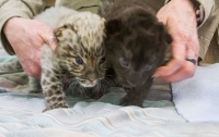 В зоопарке США родились детеныши исчезающего амурского леопарда