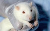 Медики вылечили мышей от кокаиновой зависимости
