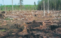 Лесные пожары снизили случаи самовольной вырубки лесов
