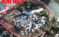 В Одесской области массово гибнет рыба 